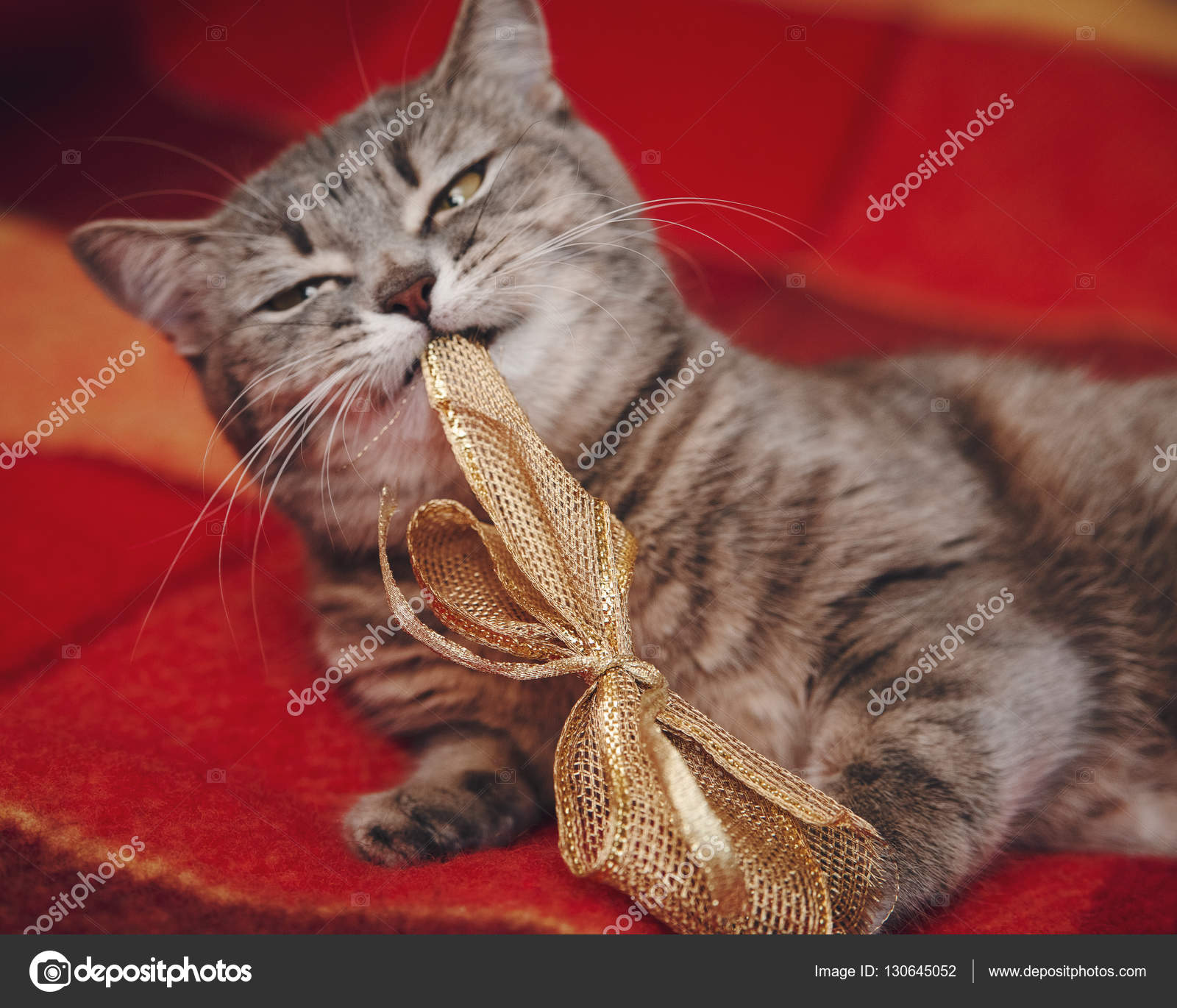 Süße Lustige Katze Spielt Mit Weihnachten Knoten Kariertes