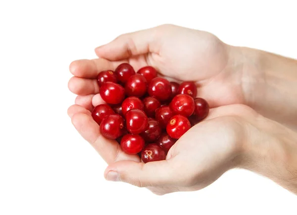 Erkeğin elinde kırmızı taze kiraz. Arka plan beyaz izole.