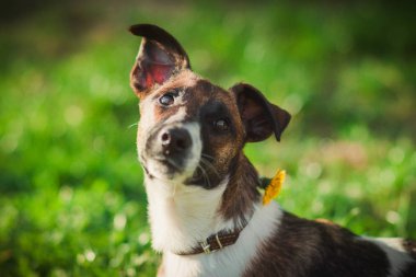 Sevimli köpek çim portresi. Doğa arka plan üzerinde evde beslenen hayvan