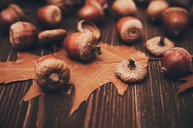 Meşe palamutları ve kuru yaprakları oduna. Sonbahar arka plan. Seçici odak