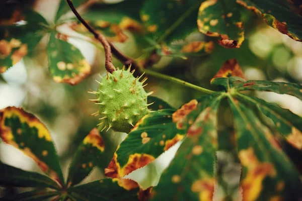 fruit.nature bokeh arka plan ile kestane ağacı.