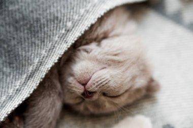 Yatakta uyuyan küçük sevimli kedi yavrusu. İskoç kedisi. Seçmeli odaklanma.