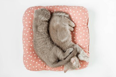 İki sevimli kedi yastığın üzerinde kayıyor. İskoç kedisi. Beyaz arka plan.
