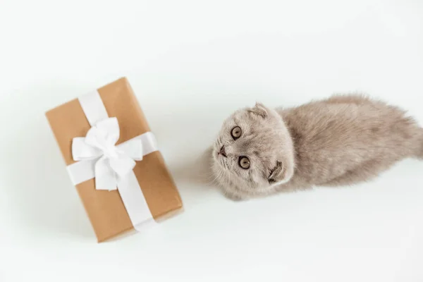 Cute Grey Kitten Present Box Looking Scottish Fold Cat Top — Stock Photo, Image