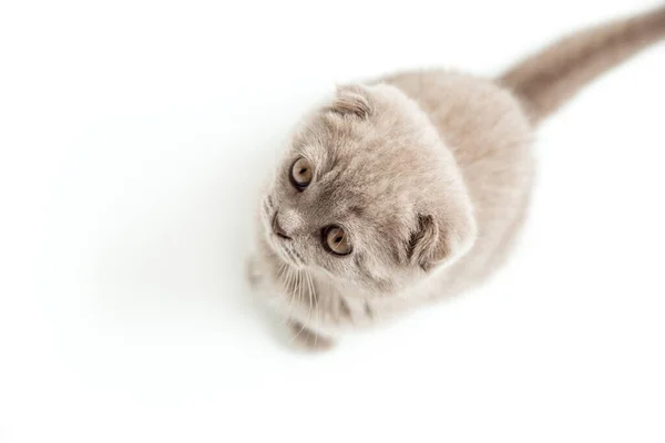 Retrato Gatito Lindo Sentado Mirando Hacia Arriba Gato Escocés Vista — Foto de Stock