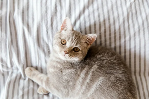 Portrait Cute Grey Cat Scottish Cat — Stock Photo, Image