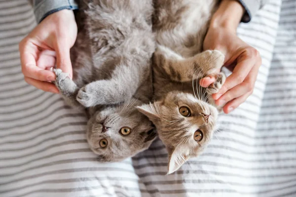 Portret Van Schattige Grijze Katten Handen Schotse Kat Bovenaanzicht — Stockfoto