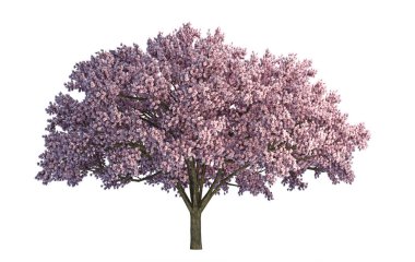Japon sakura çiçeği, çiçek açan pembe kiraz ağaçları beyaz arka planda izole edilmiş..