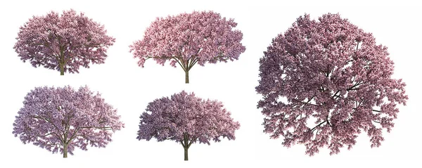 Japon çiçek seti Beyaz arka planda izole edilmiş pembe kiraz çiçekleri ya da sakura çiçek ağacı.