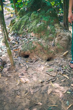 Cu Chi tüneli, Vietnam savaşının tarihi yeri, ordu yaşamak için yer altı kazıyor, şimdi de Vietnam 'ın Ho Chi Minh şehrinde gezdiği yer.