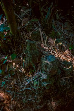 Cu Chi tüneli, Vietnam savaşının tarihi yeri, ordu yaşamak için yer altı kazıyor, şimdi de Vietnam 'ın Ho Chi Minh şehrinde gezdiği yer.