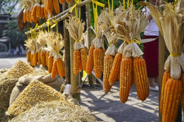 Vietnam 'da bir tezgahta asılı duran bir sıra kurutulmuş mısır. Vietnam 'da bir tezgahta asılı duran bir sıra kurutulmuş mısır.