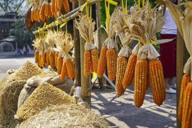 Vietnam 'da bir tezgahta asılı duran bir sıra kurutulmuş mısır. Vietnam 'da bir tezgahta asılı duran bir sıra kurutulmuş mısır.