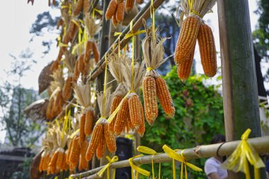 Vietnam 'da bir tezgahta asılı duran bir sıra kurutulmuş mısır. Vietnam 'da bir tezgahta asılı duran bir sıra kurutulmuş mısır.