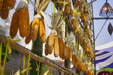 Vietnam 'da bir tezgahta asılı duran bir sıra kurutulmuş mısır. Vietnam 'da bir tezgahta asılı duran bir sıra kurutulmuş mısır.