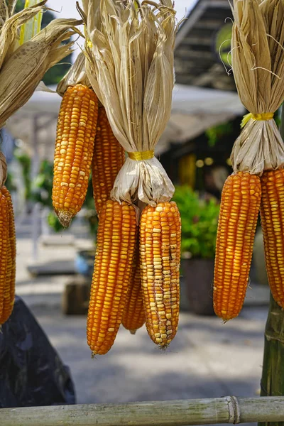 Ditembak Berturut Turut Jagung Kering Tergantung Dari Kios Vietnam Shot — Stok Foto