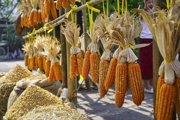 Shot of a row of dried corn hanging from a stall in Vietnam. Shot of a row of dried corn hanging from a stall in Vietnam