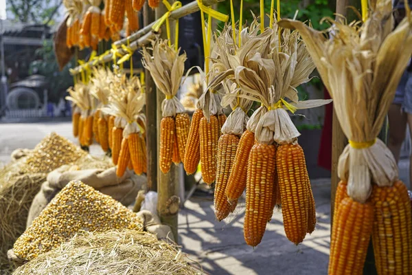 Shot of a row of dried corn hanging from a stall in Vietnam. Shot of a row of dried corn hanging from a stall in Vietnam