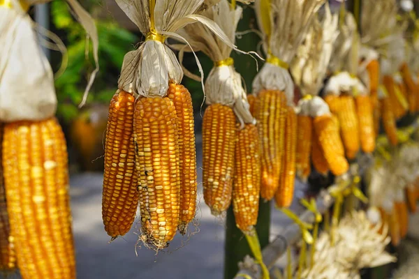 Ditembak Berturut Turut Jagung Kering Tergantung Dari Kios Vietnam Shot — Stok Foto