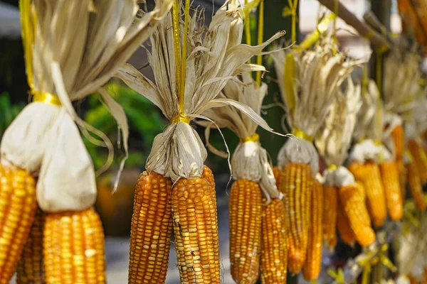 Shot of a row of dried corn hanging from a stall in Vietnam. Shot of a row of dried corn hanging from a stall in Vietnam