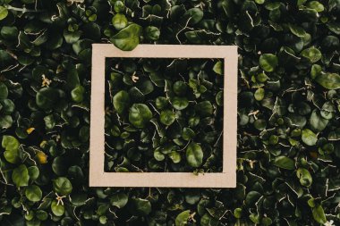 Çiçeklerden ve kağıt kartlı yapraklardan oluşan yaratıcı bir düzen. Düz yatıyordu. Kare çerçeve, yeşil yapraklardan yapılmış yaratıcı düzen. Reklam kartı ya da davetiye için boş. Doğa konsepti. Yaz posteri.