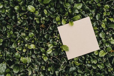 Çiçeklerden ve kağıt kartlı yapraklardan oluşan yaratıcı bir düzen. Düz yatıyordu. Kare çerçeve, yeşil yapraklardan yapılmış yaratıcı düzen. Reklam kartı ya da davetiye için boş. Doğa konsepti. Yaz posteri.