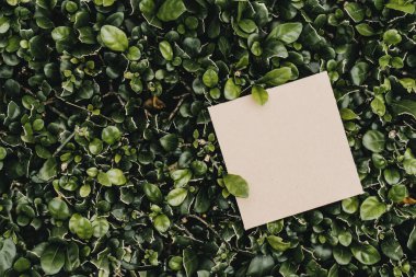 Çiçeklerden ve kağıt kartlı yapraklardan oluşan yaratıcı bir düzen. Düz yatıyordu. Kare çerçeve, yeşil yapraklardan yapılmış yaratıcı düzen. Reklam kartı ya da davetiye için boş. Doğa konsepti. Yaz posteri.