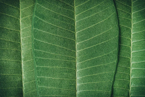 Green Plumeria Leaves Pattern Background Natural Background Wallpaper Close Plumeria — Stock Photo, Image