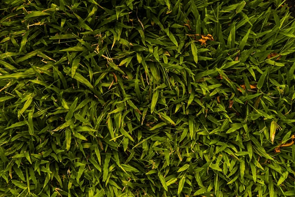 Groen Gras Voor Achtergrond Ruimte Tekst Zetten Gebied Van Verse — Stockfoto