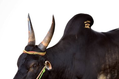 Beyaz arka planda Jallikattu Kangayam boğası.