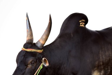 Jallikattu Kangayam bull in white background. clipart
