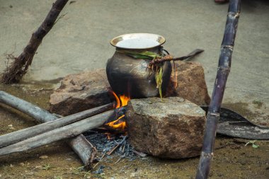 Pongal & Makar Sankranthi hasat festivali kutlaması Güney Hindistan 'da, Şükran Günü.