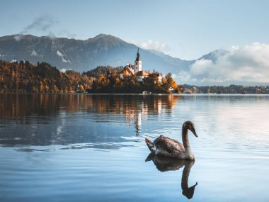 Güzel göl manzarası sonbaharda gündoğumunda kanadı. Ada ve eski katolik kilisesiyle gölün üzerinde sis vardı. Sisli gölde yüzen fotojenik kuğu Bled. Din, seyahat ve turizm.