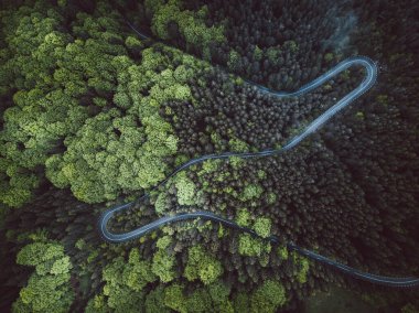 Romanya 'nın Transilvanya kentinde ormanın ortasında bir yol manzarası