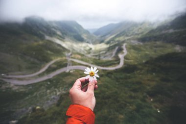 Transfagarasan yolu üzerinde çiçek tutan bir adamın eli, Sibiu, Romanya