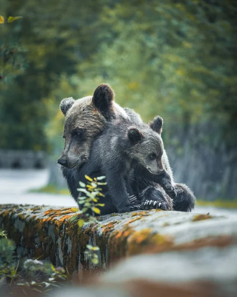 野生の母親の感動的な瞬間クマ抱擁彼女の赤ちゃん肩の上に有名な道路Transfomarasan シビウ — ストック写真