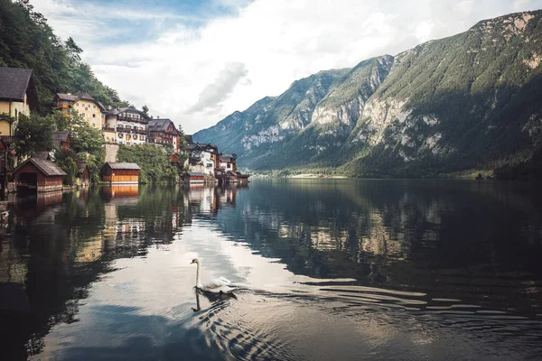 Gyönyörű Hattyú Úszás Közelében Színes Házak Hallstater See Ausztria — Stock Fotó