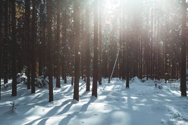 Frosty Winter Landscape Snowy Forest Warm Light Getting Trees — Stock Photo, Image