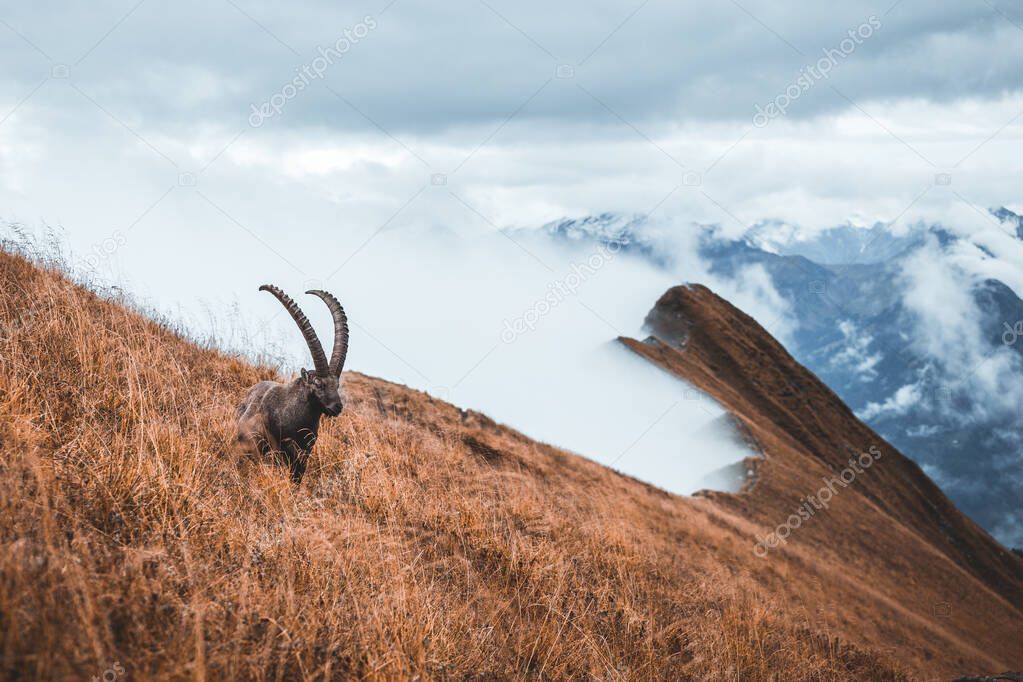 Wild isolated ibex grazing on meadow, foggy autumn weather, ibex above the clouds, Augstmatthorn, Switzerland