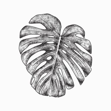 Tropikal monstera yaprak, el çizmek tasarım