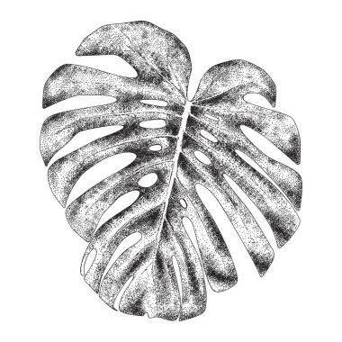 Tropikal monstera yaprak, el çizmek tasarım