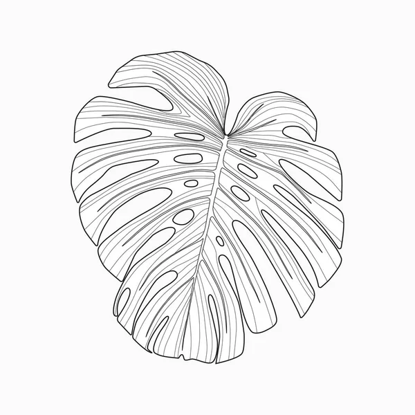 Tropische palmtak, monstera — Stockvector