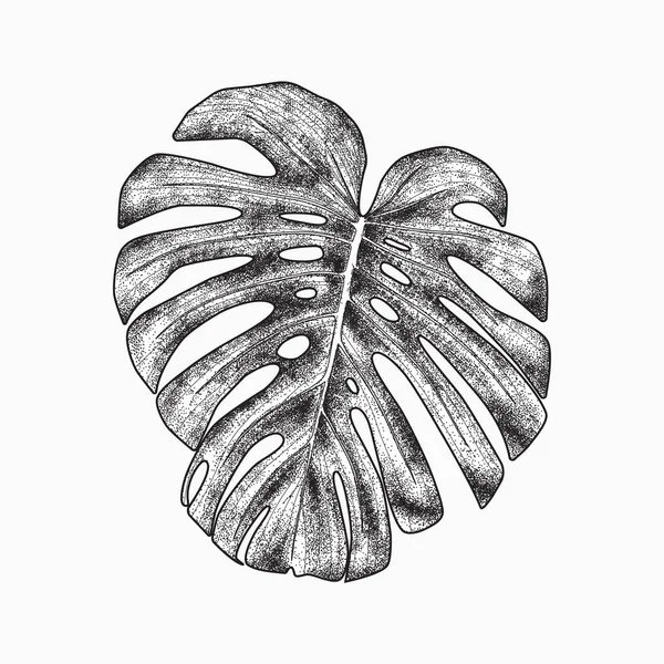 Hoja de monstera tropical, diseño de dibujo a mano — Archivo Imágenes Vectoriales