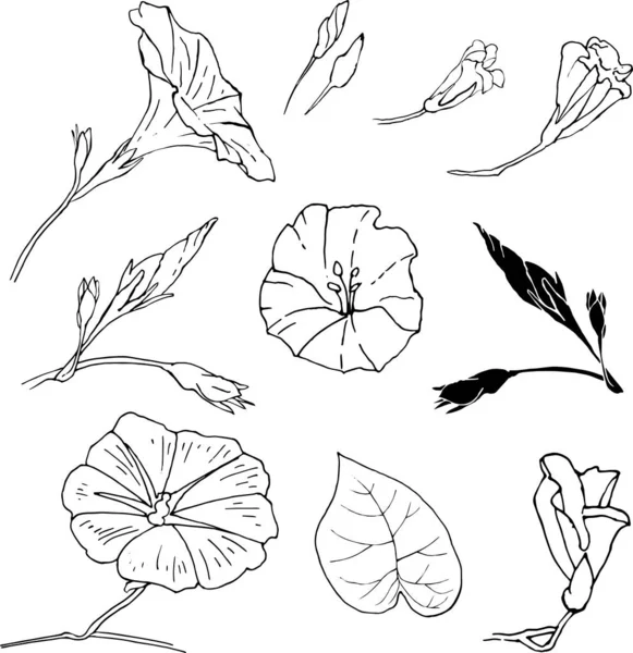 Yosun çiçeği El, beyaz arka planda izole edilmiş çiçekler yaptı.