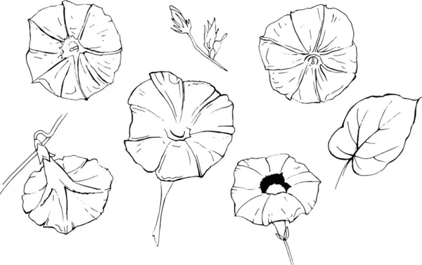 Bindweed矢量手绘一组花隔离在白色背景 织物等要素 — 图库矢量图片