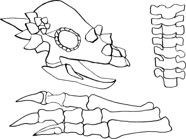 Beyaz arka planda izole edilmiş, paleontolojik bir set çizilmiş. Dinozor iskeleti, kemik, omurga, kafatası elementleri.