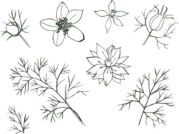 Flower Nigella Vektori Käsin Piirretty Kukka Asetettu Eristetty Valkoisella Pohjalla — vektorikuva