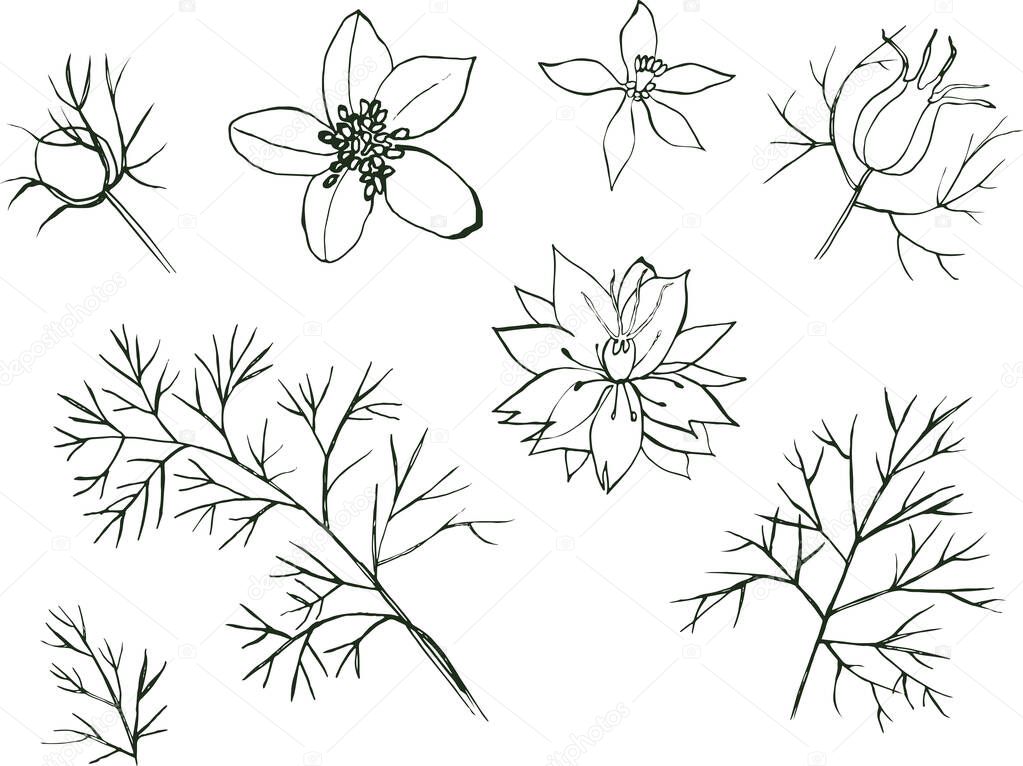 Flower Nigella Vector hand drawn floral set isolated on white background. Elements of bouquet for card, invitation, design, packaging, fabric. Nigella flower