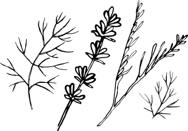 Şifalı bitkiler - 2 Vektör el çizimi otlar beyaz arkaplanda.