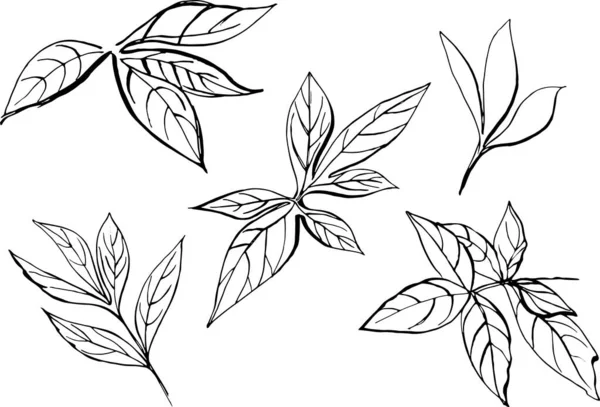 Beyaz arka planda yalıtılmış şakayık yaprakları bırakır. Tasarım, ambalaj, kumaş elementleri. Doğal bir şey..